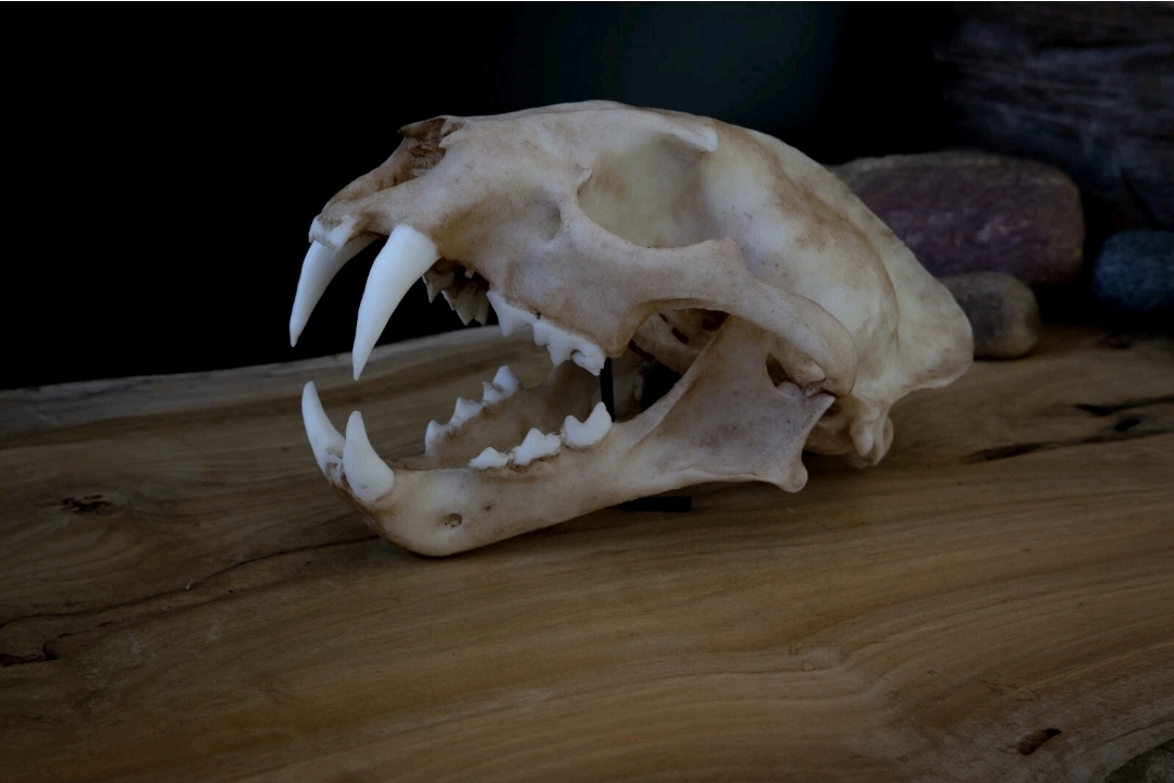 Clouded Leopard Skull Replica