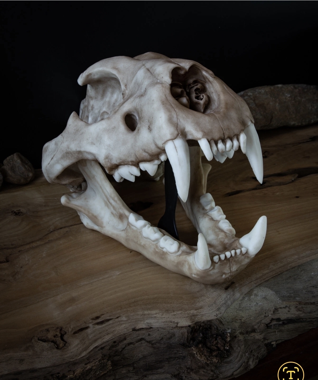 Museum Quality African Lion Skull Replica