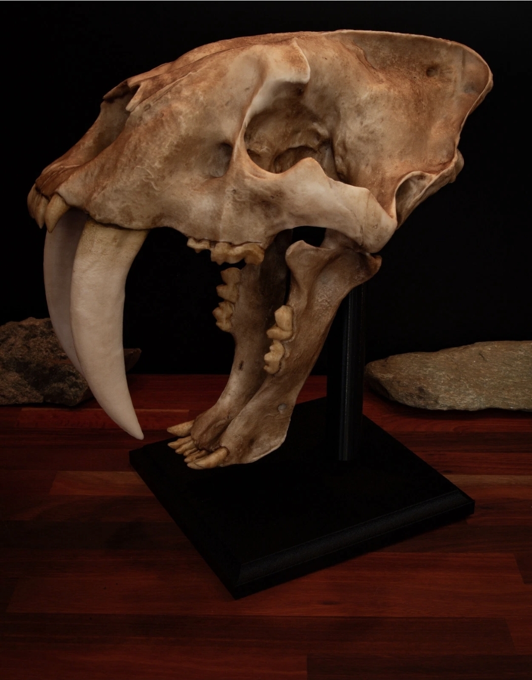 Full-sized Sabertooth Cat (Smilodon fatalis) skull replica,