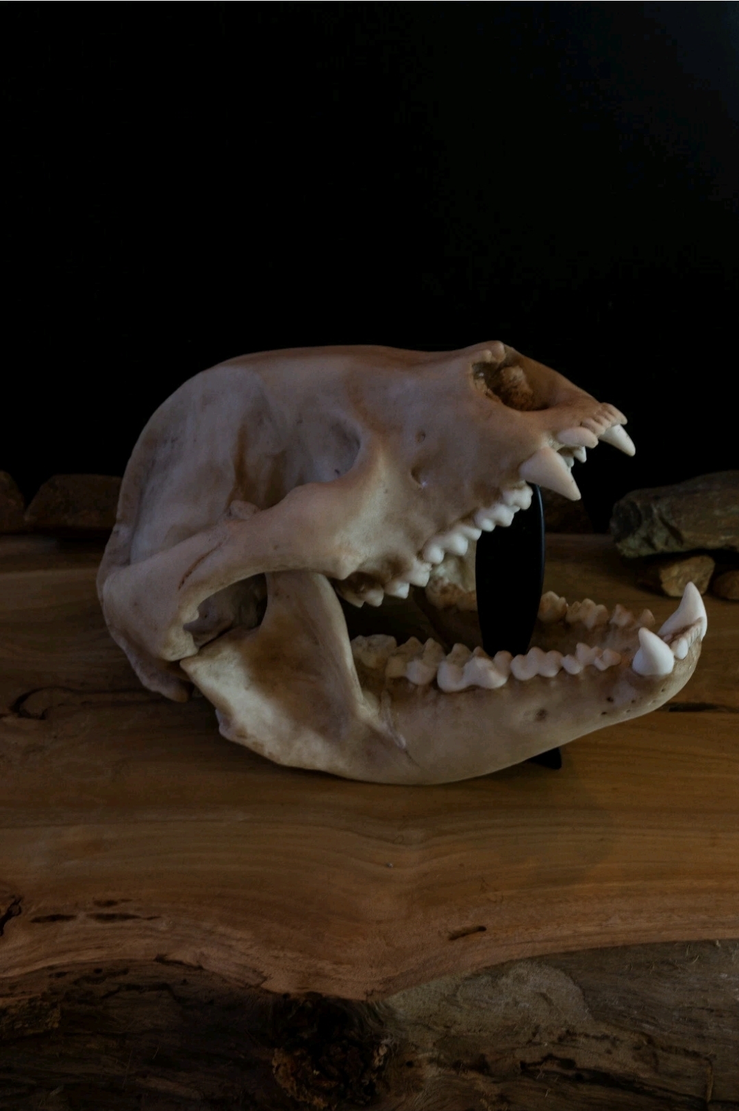 Museum Quality Giant Panda Skull Replica
