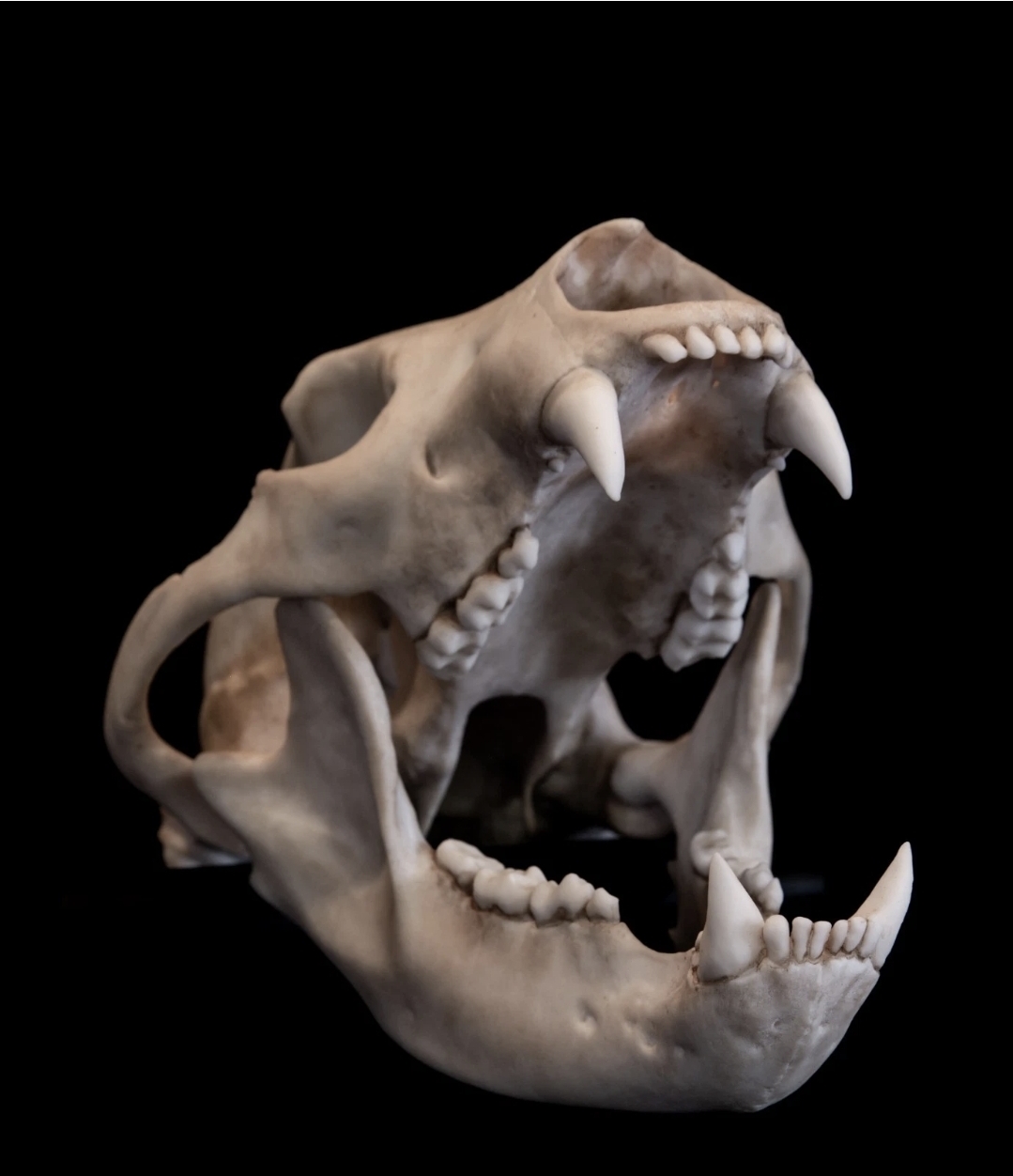 Museum Quality American Black Bear Skull Replica