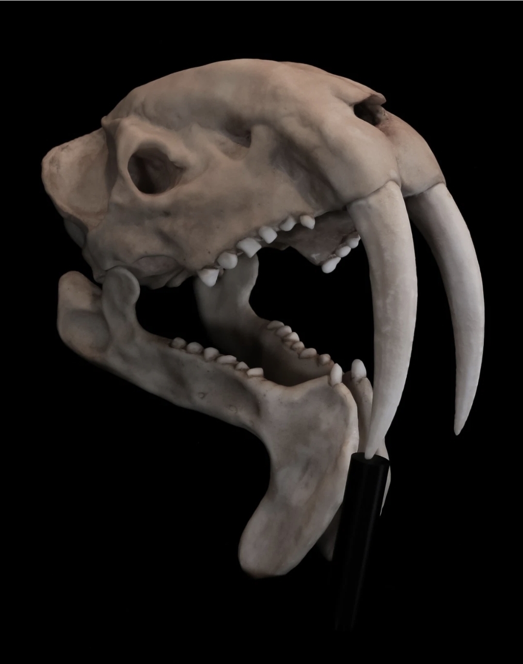 Museum Quality Thylacosmilus atrox Skull Replica