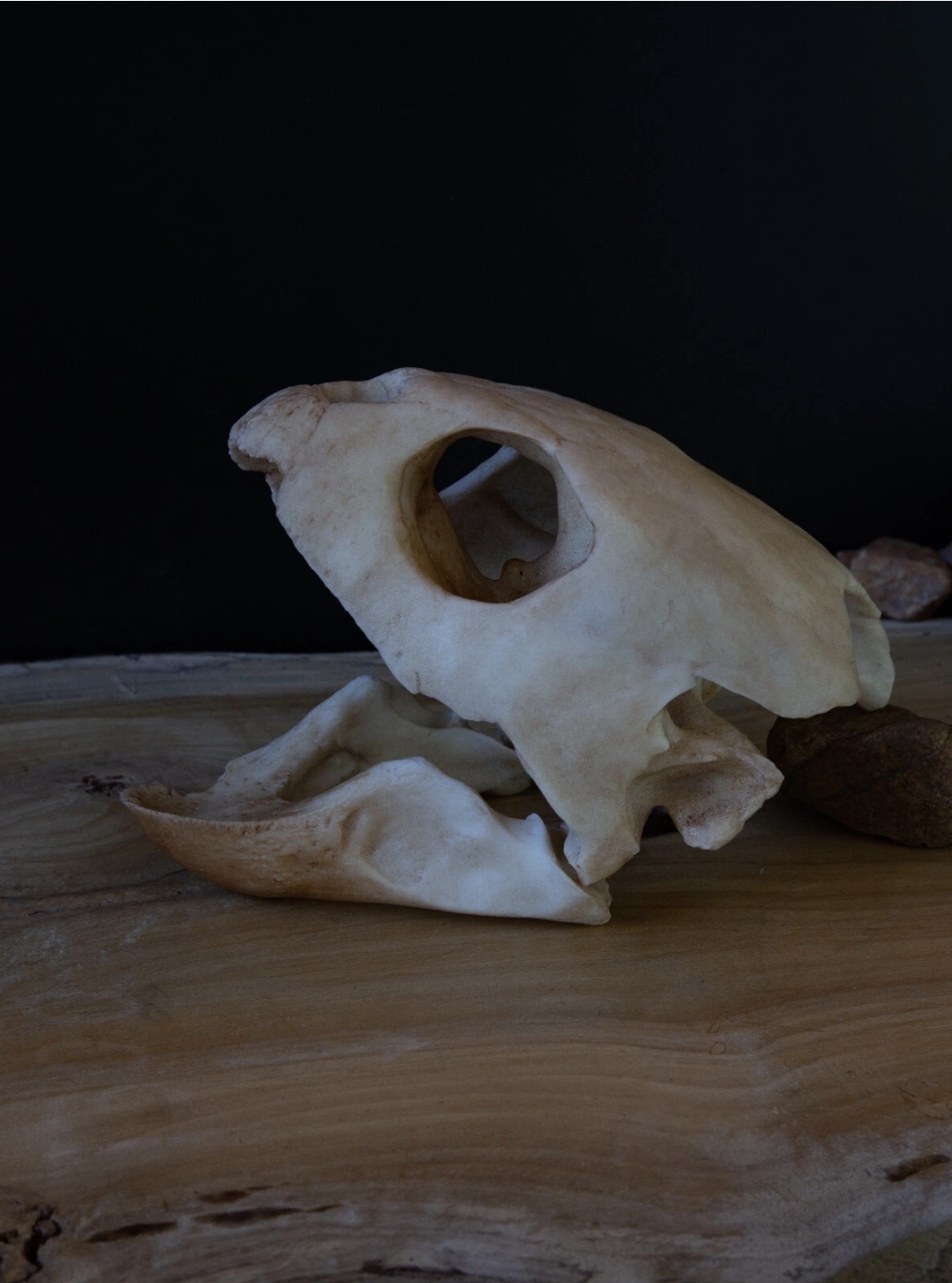 Museum Quality Loggerhead Sea Turtle Skull Replica