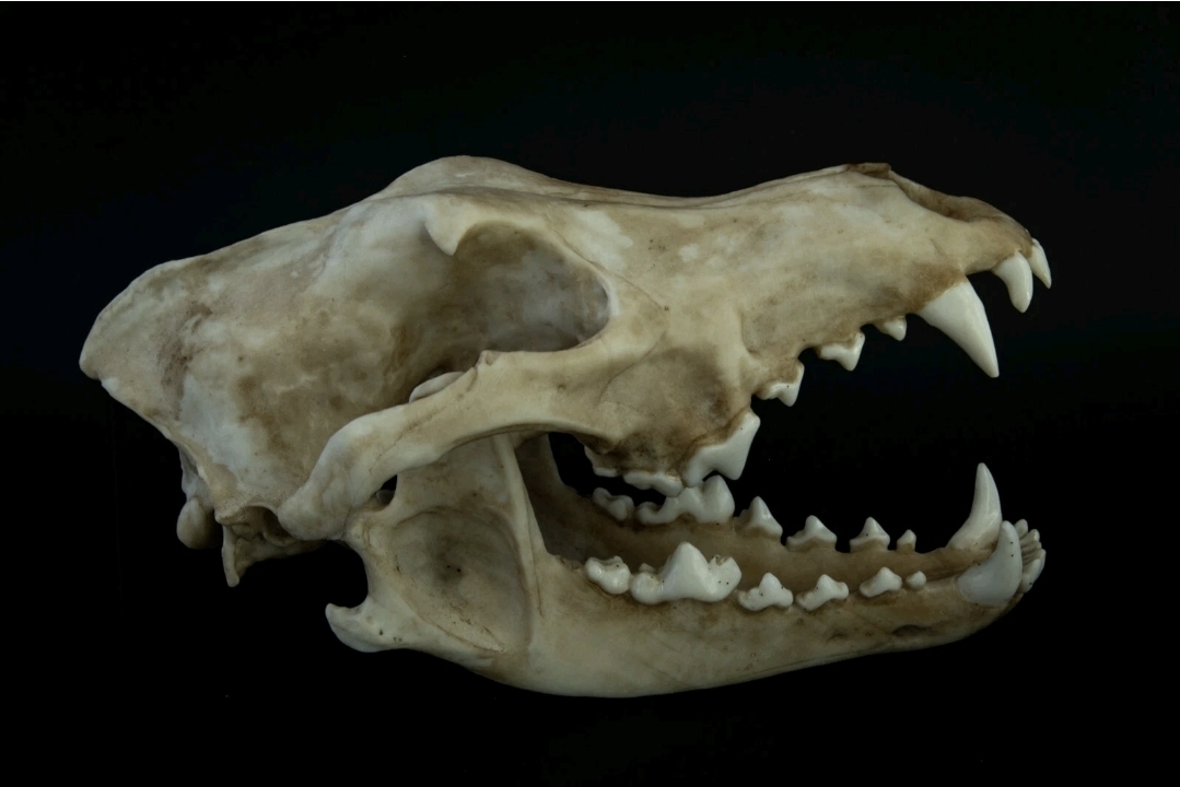 Museum Quality Siberian Wolf Skull Replica