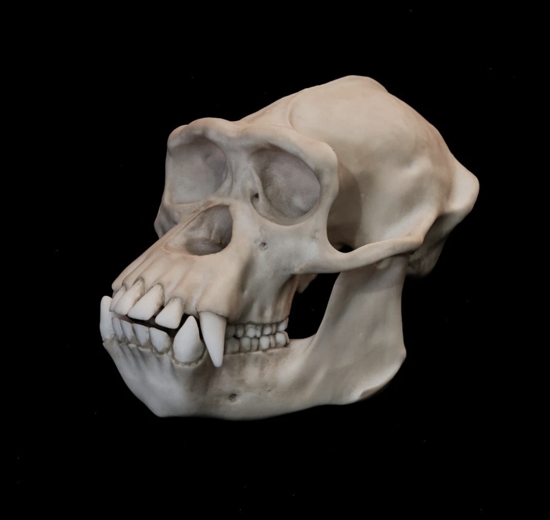 Museum Quality Male Chimpanzee Skull Replica