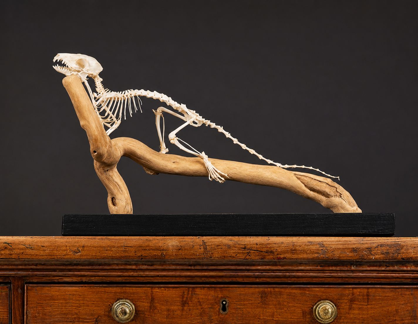 House Shrew (Suncus murinus) Articulated Skeleton