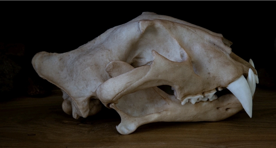 Museum Quality Siberian Tiger Skull Replica