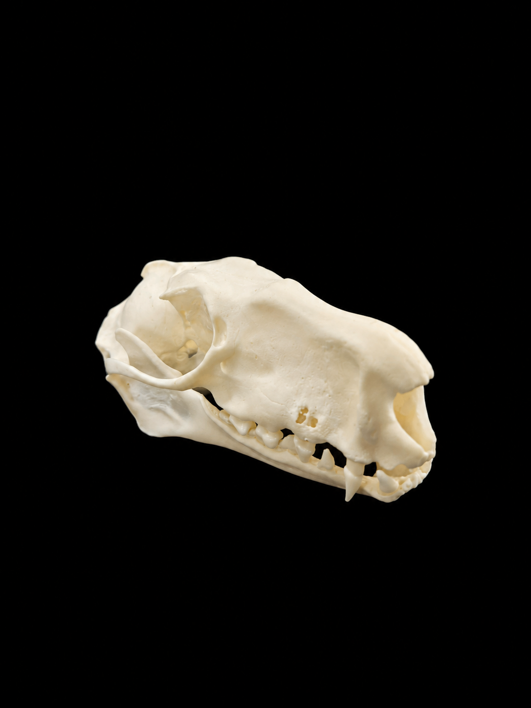 Hammer-Headed Bat Skull (Hypsignathus monstrosus)