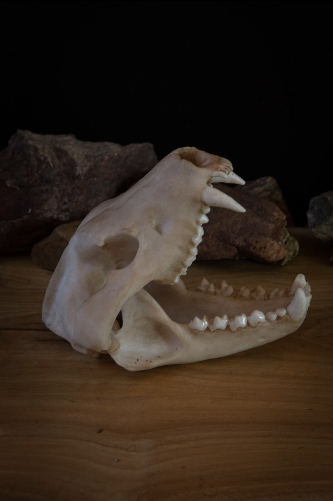 Tasmanian Devil Skull Replica