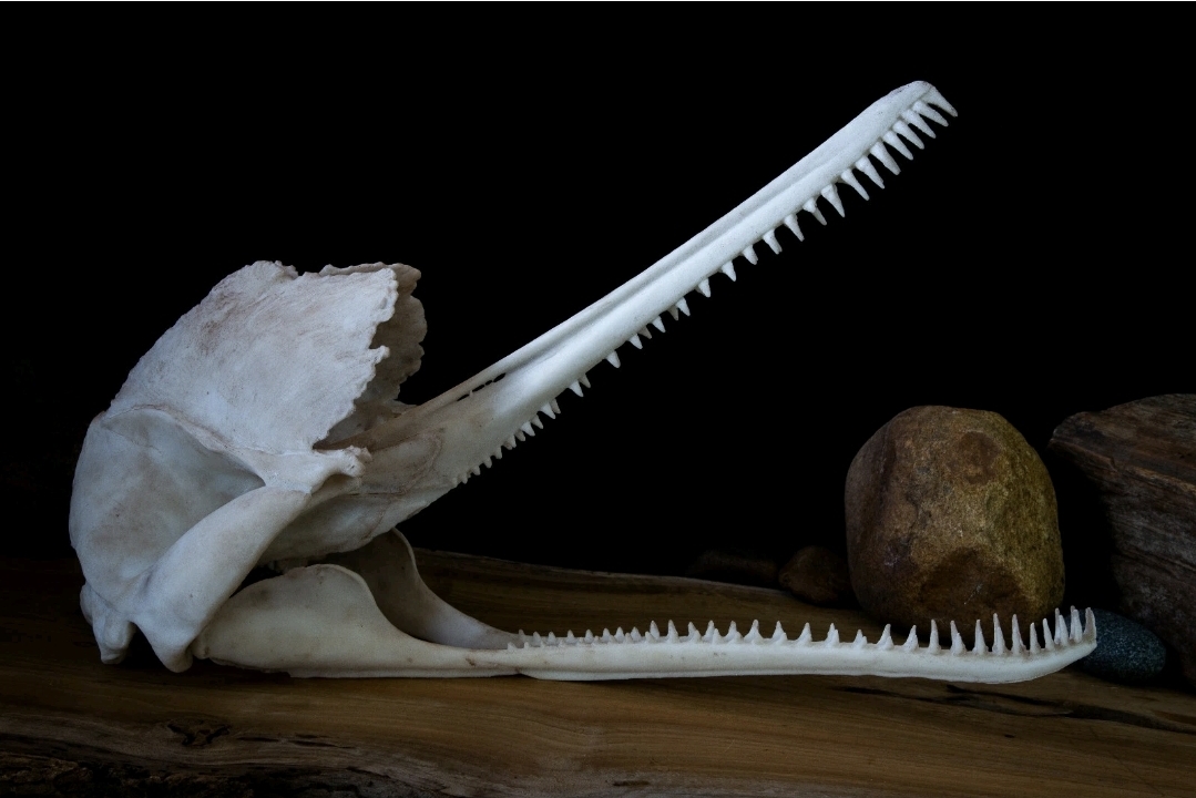 Museum Quality Ganges River Dolphin Skull Replica