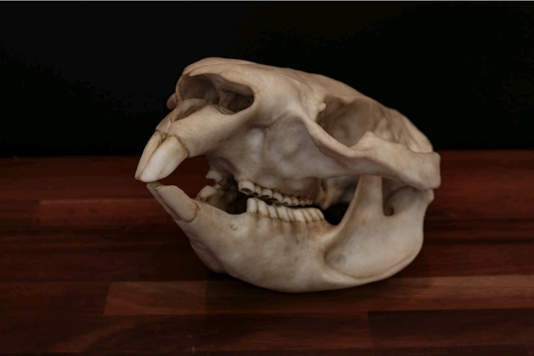 Museum Quality Common Wombat Skull Replica