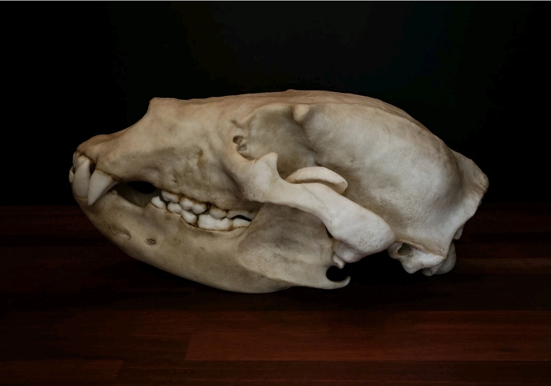 Grizzly Bear Skull Replica