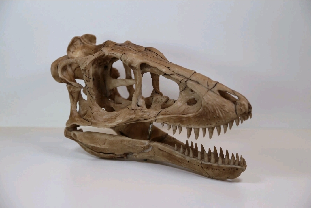Juvenile Tyrannosaurus Rex Skull Replica | Life-Size T-Rex Dinosaur Fossil Model