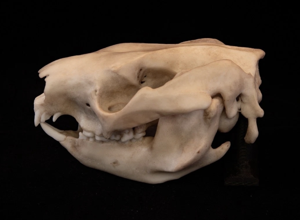 Koala Skull Replica | Life-Size Australian Marsupial Skull