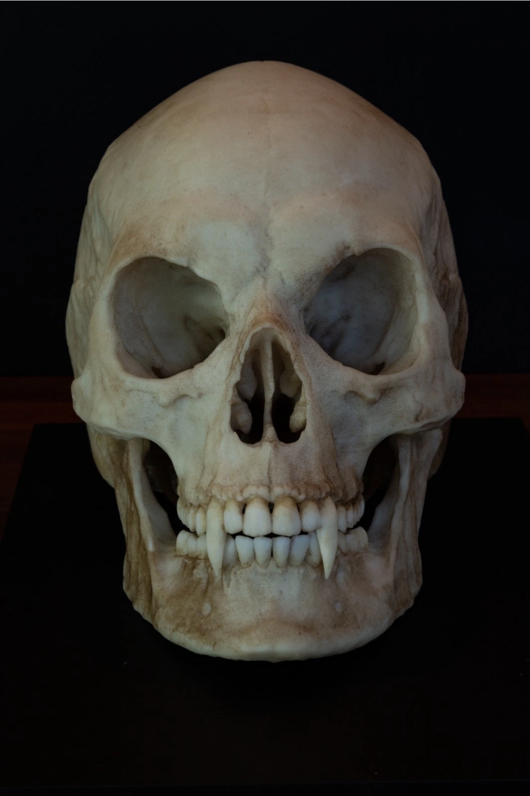 Vampire Skull Replica | Life-Size Gothic Fantasy Skull | Removable Jaw Display Model