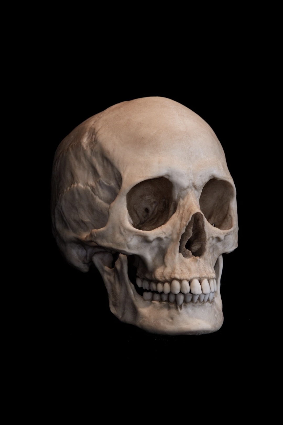 Female European Human Skull Replica | Life-Size Anatomical Skull Model | Medical & Forensic Study