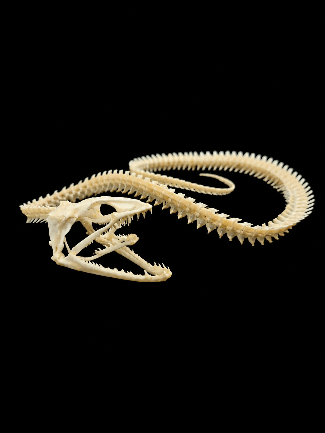 Articulated Moray Eel Skeleton
