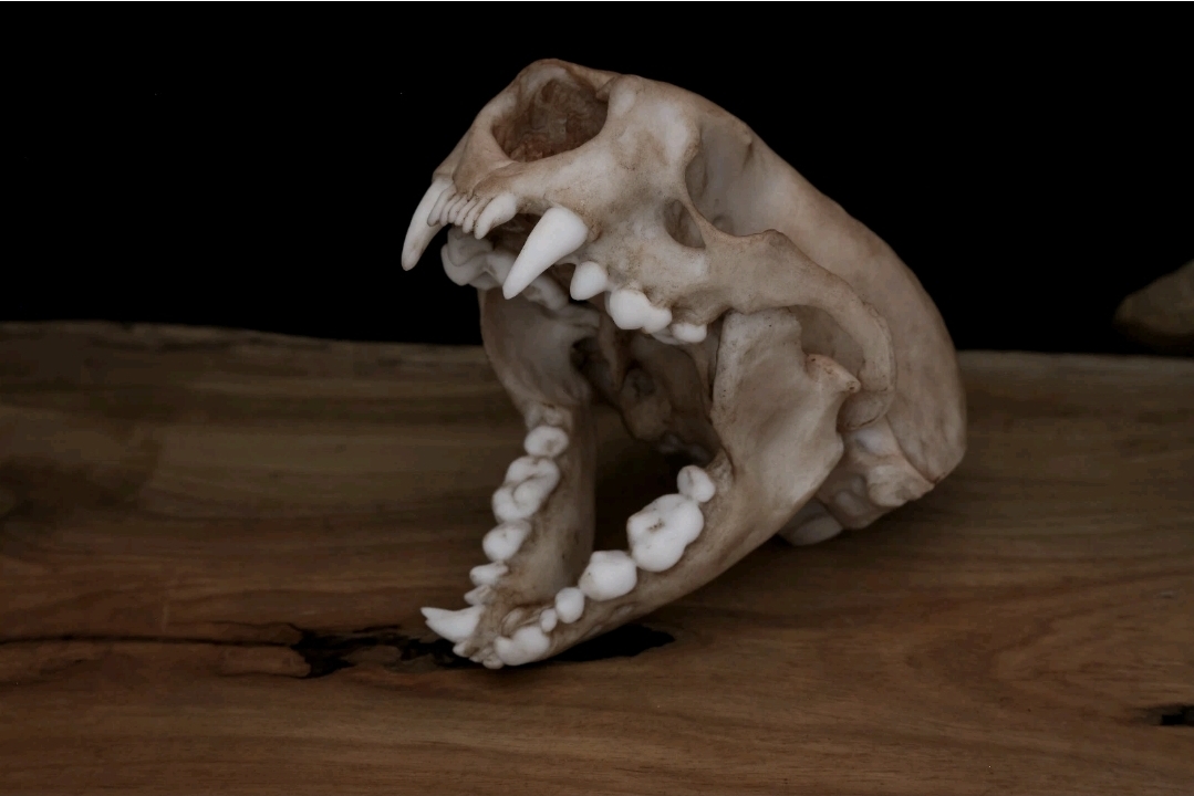 Museum Quality Sea Otter Skull Replica