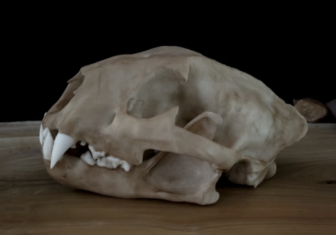 Cougar (Mountain Lion) Skull Replica