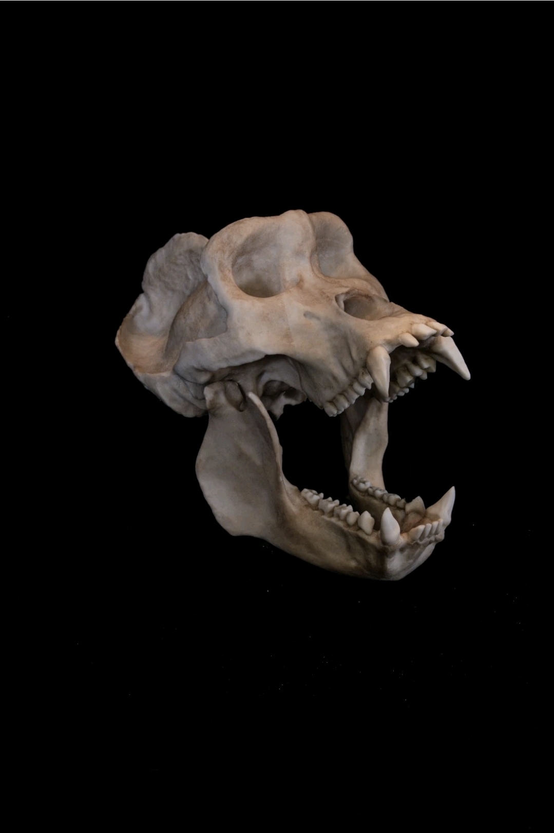 Museum Quality Full Size Male Gorilla Skull Replica