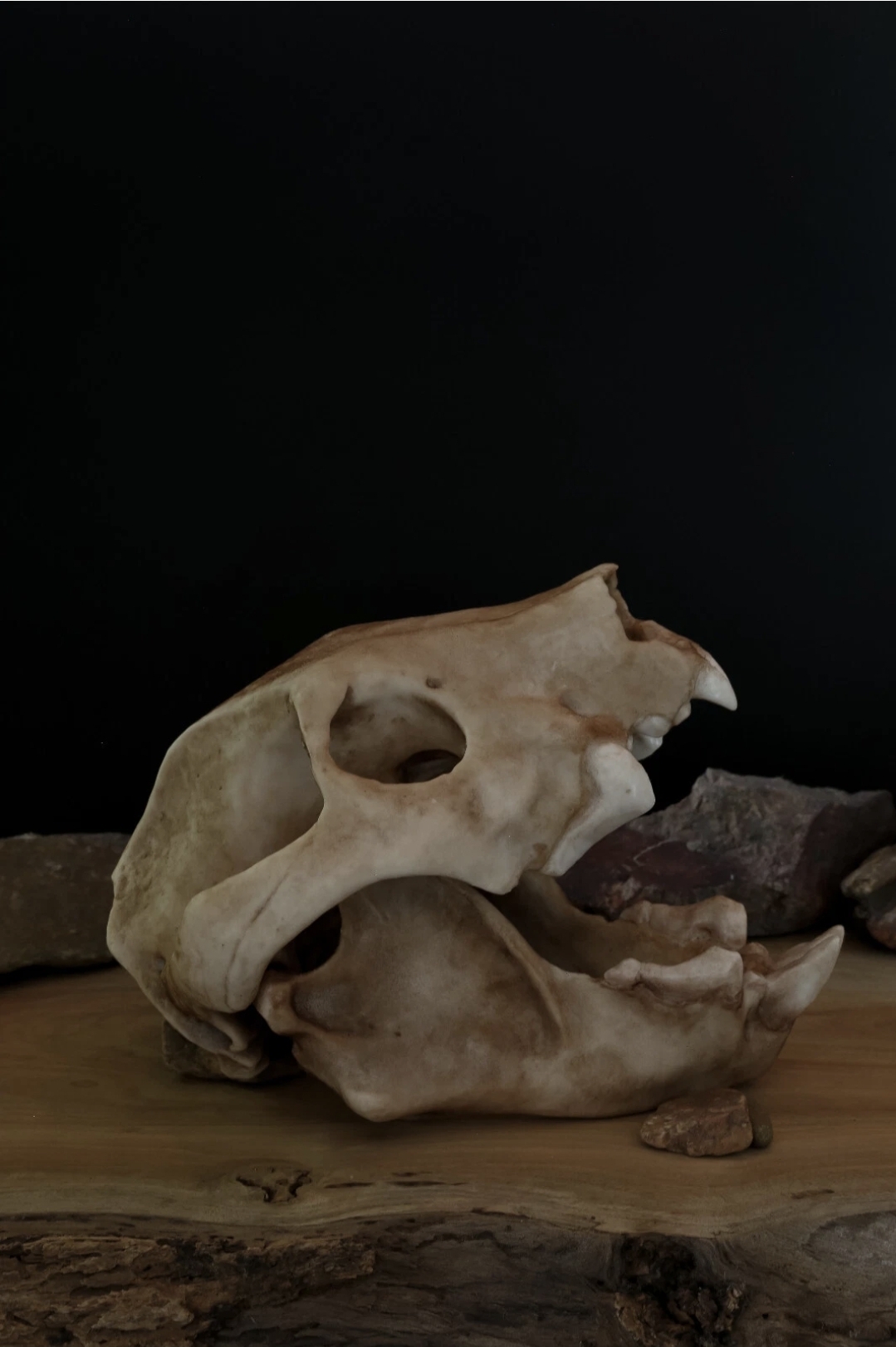 Thylacoleo carnifex Skull Replica | Marsupial Lion Skull | Life-Size Australian Megafauna Model