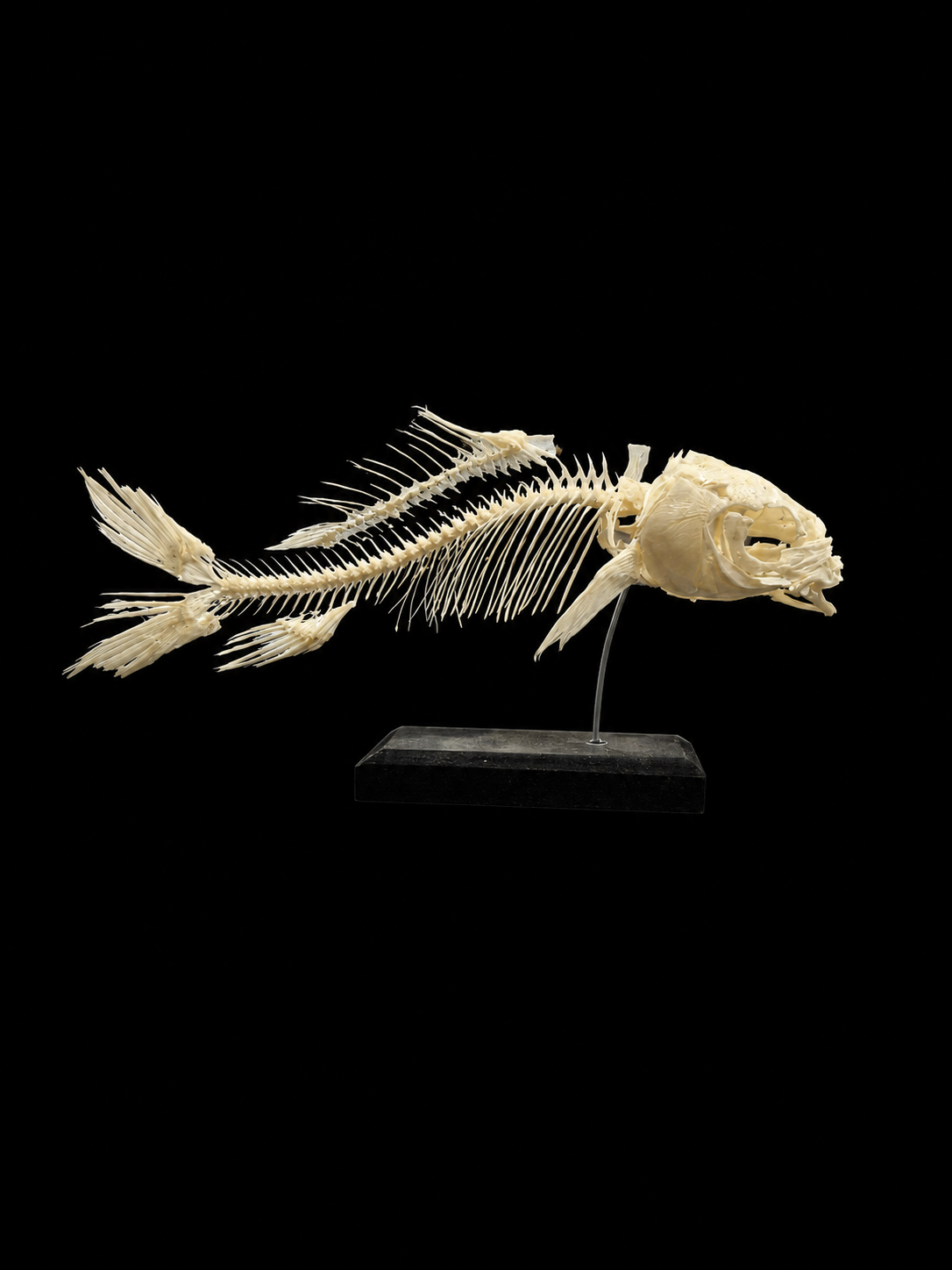 Articulated Koi Carp Skeleton Display (Cyprinus rubrofuscus)