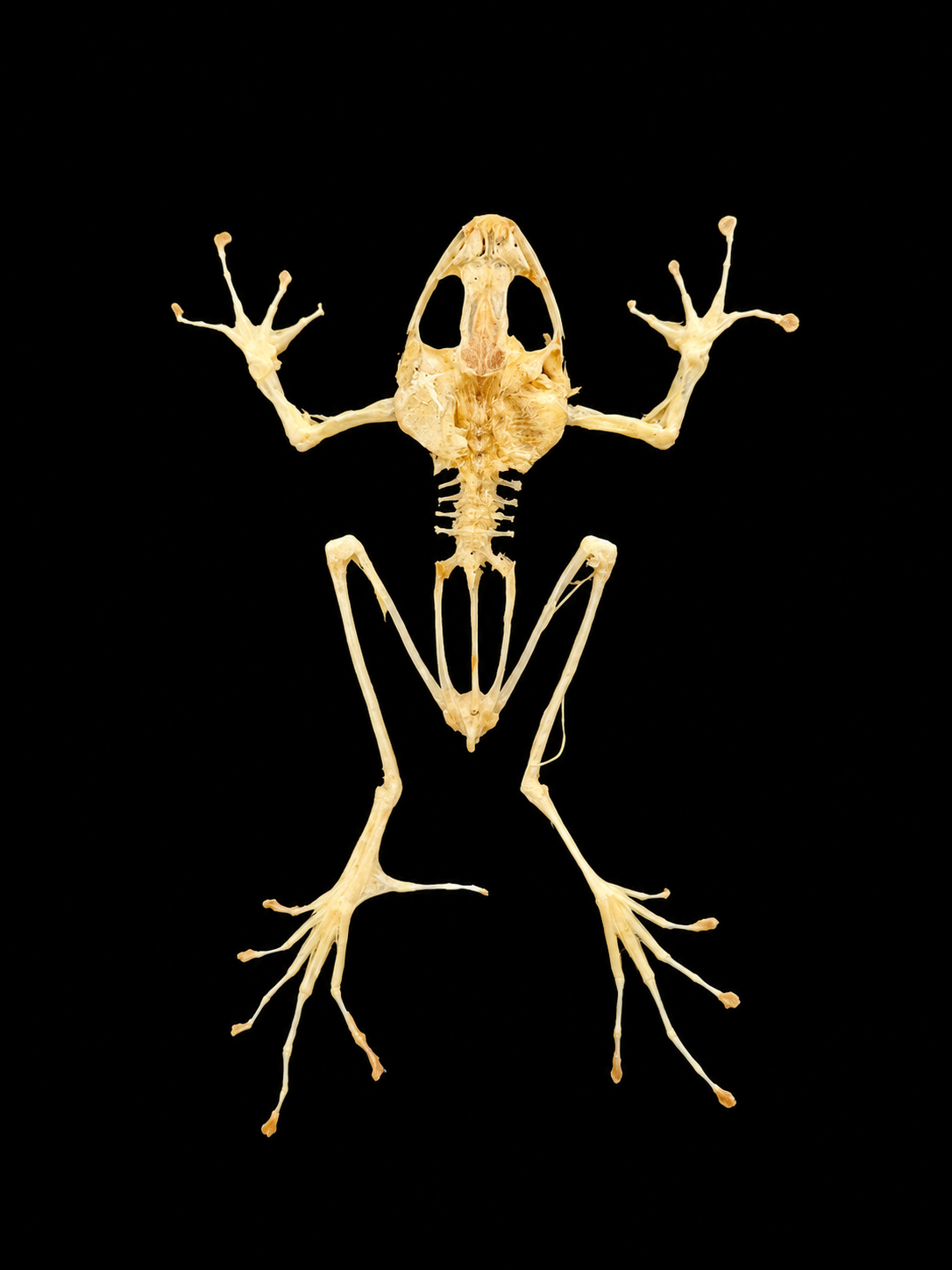 Articulated Amazonian Tree Frog Skeleton Display