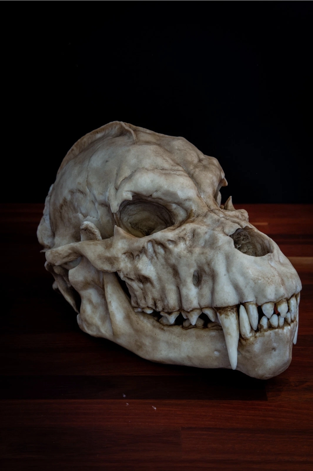 Werewolf Skull Replica | Life-Size Mythical Beast Skull | Gothic Horror Display